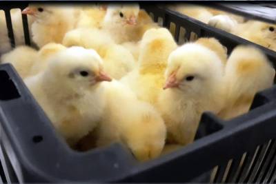 В Екатеринбург чартером привезли 35 тыс. живых цыплят из Испании