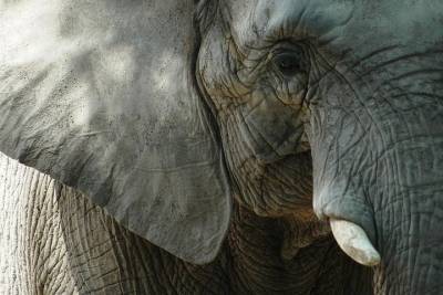 В Казанском цирке сообщили об отмене участия слонов в шоу после ЧП