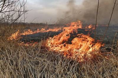 За выходные в Смоленской области число палов сухой травы увеличилось в 10 раз