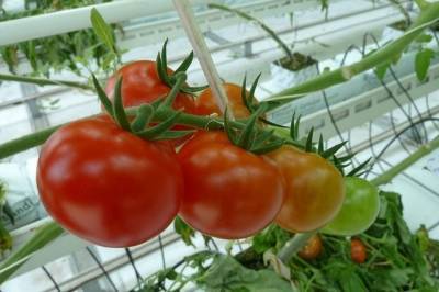 Россельхознадзор может запретить поставки помидоров из Туркменистана