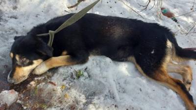 Ранее судимый житель Ленобласти жестоко избил собаку