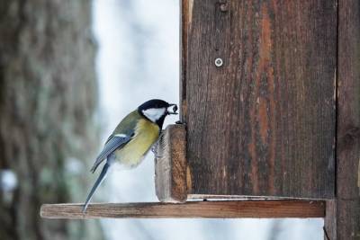 В Мосприроде оценили уровень смертности у зимующих в столице птиц