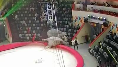 В Казани слон напал на рабочего в цирке