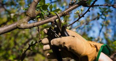 Какие ошибки совершают многие садоводы во время весенней обрезки плодовых деревьев