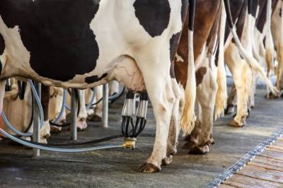 Rabobank прогнозирует благоприятные времена для молочной отрасли