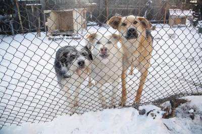 Защитить людей, спасти собак, усилить ответственность. В Ульяновской области готовят новые правила обращения с животными