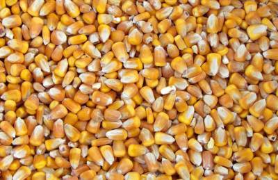 Украина отправила на экспорт почти 16 млн т кукурузы