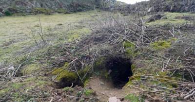 Кроличья нора Алисы? На острове в Уэльсе кролики нашли артефакты возрастом 9 тысяч лет