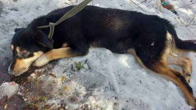 Зоозащитники в Ленобласти спасли собаку от рук живодера