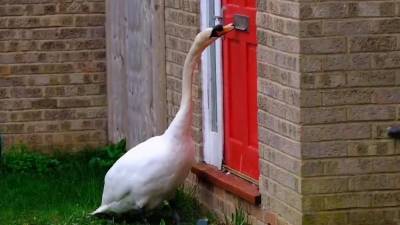 Назойливый лебедь Седрик пять лет стучит клювом в двери британца.