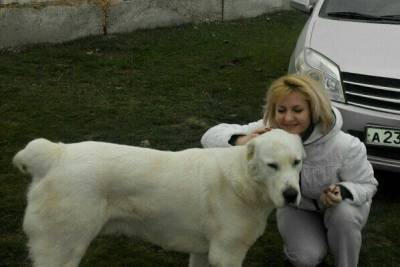 В Госдуме готовы взять под контроль инцидент с убийством собаки в Крыму