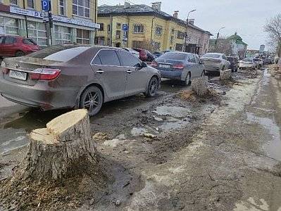«Северная компания» заявила, что высадит 50 деревьев взамен срубленных на улице Радищева