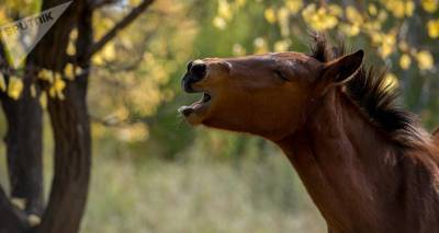 ЧП в зоопарке Симферополя: лошадь откусила 5-летней девочке палец во время кормежки