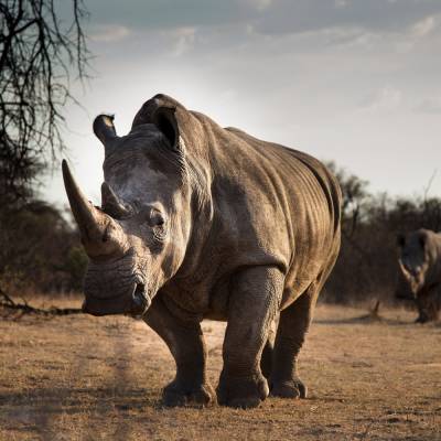 Прибыль будет зависеть от носорогов: Всемирный банк создал облигации "дикой природы"