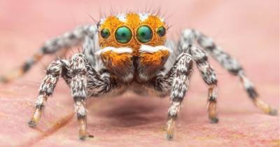Новый вид австралийских пауков получил название в честь рыбки Немо из мультфильма Pixar