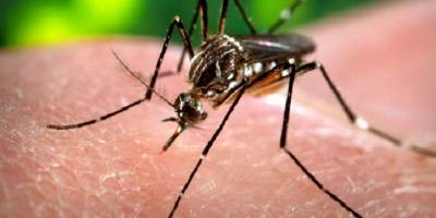 В Харькове умерла украинка, подхватившая малярию в Танзании – симптомы ошибочно приняли за коронавирус - ТЕЛЕГРАФ
