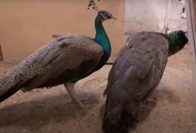 Индийские павлины стали новыми обитателями Дворцовой фермы в Гатчине