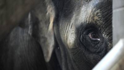 В Росгосцирке прокомментировали инцидент со слонами в Казани