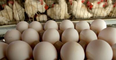 Латвия запретила продажу украинских яиц