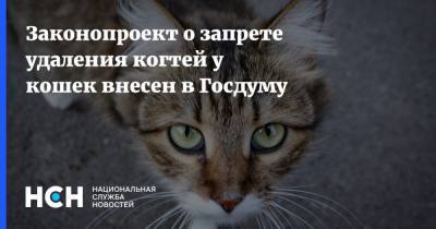 Законопроект о запрете удаления когтей у кошек внесен в Госдуму