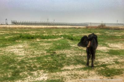 Жители сел Дашогузского велаята распродают скот из-за роста цен на корм