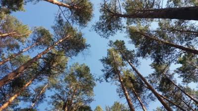 Лесорубы из Мордовии незаконно спилили деревьев на два миллиона рублей