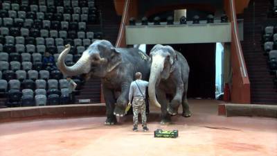 Новая атака: драчливая слониха из Казанского цирка покалечила человека