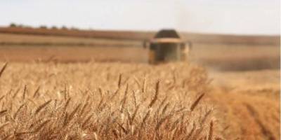 Минэкономики Украины повысило прогноз экспорта зерновых. Ожидают продать более 45 млн тонн зерна