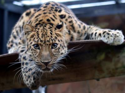 У відеопастку потрапило сімейство найрідкісніших леопардів в світі (ВІДЕО)