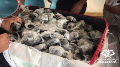 В аэропорту Эквадора в багаже обнаружили 185 черепашек, завернутых в пленку