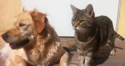 В Госдуму поступил проект закона об обязательной регистрации кошек и собак