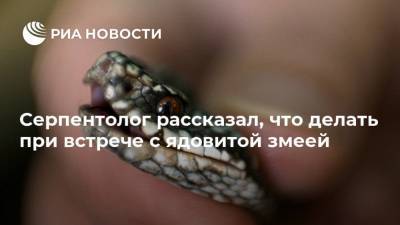 Серпентолог рассказал, что делать при встрече с ядовитой змеей