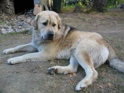 В Кемеровской области двое живодеров топором зарубили собаку