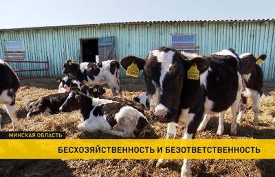 Гибель животных: Госконтроль установил случаи хищения и сокрытия падежа крупного рогатого скота