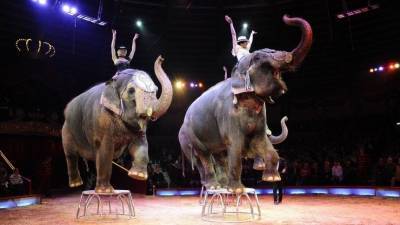 И снова цирк, Казань, слоны: смотритель госпитализирован после нападения