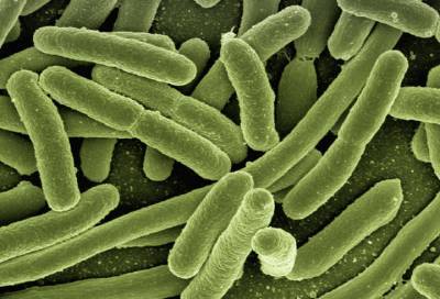 Возбуждено уголовное дело по факту найденных болезнетворных бактерий в еде гатчинских школьников