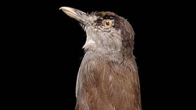 Не видели 180 лет: на Борнео жителям встретилась "вымершая" птица