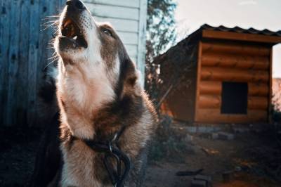 Собаки насмерть загрызли жительницу Тувы
