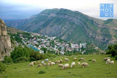 Предприниматели Дагестана, запустившие производство в горах, получат субсидии