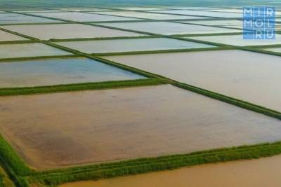 В Дагестане в 2021 году вырастет посевная площадь рисовых чеков