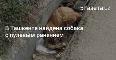 В Ташкенте найдена собака с пулевым ранением
