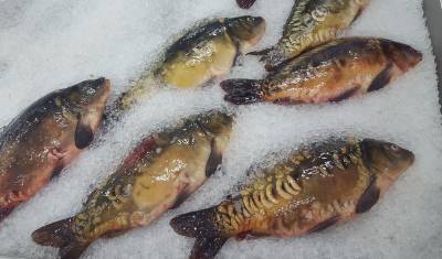 В рыбе из Ишменевского озера обнаружен токсин, вызывающий гаффскую болезнь