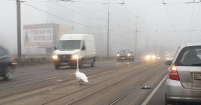 В Калининграде лебедь вышел на проезжую часть (фото) - klops.ru - Калининград - Балтийск