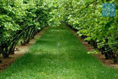 В Дагестане в 2021 году заложат ещё 1000 гектаров новых садов