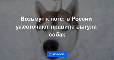 Возьмут к ноге: в России ужесточают правила выгула собак