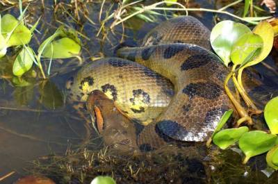 Ученые определили самую большую змею в мире - lenta.ua