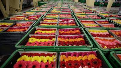 Цветы запоздалые: поставки из Голландии застряли на границе с Белоруссией