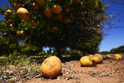 В Испании начали добывать энергию из апельсинов