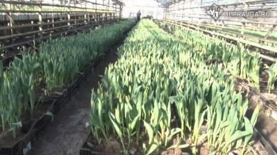 Короли весны. Ульяновские озеленители подготовили к 8 марта 800 тысяч тюльпанов