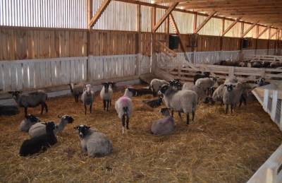 Шепард Подолье строит овцеферму на 10 тысяч овец